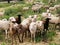 Livestock- sheep in the field-Alhaurin de la Torre