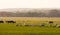 Livestock with sheep at sunrise