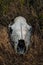 Livestock skull on dry grass. Drought, hot climate, environmental factor, thirst and animals extinction concept. Vertical