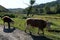 Livestock in the vicinity of the taiga village of Generalka Altai region