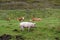 Livestock in the vicinity of the village Generalka Altai Krai