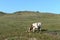 Livestock in the vicinity of the village of Ust-White Altai Territory