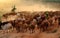 Livestock at Vietnam, cowboy herd cows on meadow