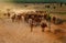 Livestock at Vietnam, cowboy herd cows on meadow