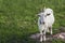 Livestock. White goat on a green meadow in summer.