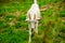 Livestock, white goat walking on the farm