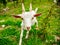 Livestock, white goat walking on the farm