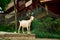 Livestock, white goat walking on the farm