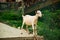 Livestock, white goat walking on the farm