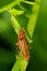 Livid Soldier Beetle - Cantharis livida