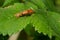 Livid Soldier Beetle - Cantharis livida