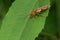 Livid Soldier Beetle - Cantharis livida