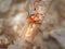 Livid soldier beetle (cantharis livida) in macro details on blurred background