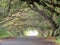 Living Arches of Monkey Pod trees growing over a street on the big island of Hawaii