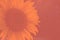 Living Coral trendy color of the Year 2019. Sunflower closeup blurred background