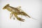 Living Crayfish on a white background