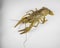 Living Crayfish on a white background