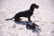 A living dachshund sits on pebble, and next to it is a toy dachshund