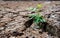 Living with Drought, Reborn tree, cracked ground