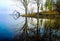 Living And Dying Trees Along Lake Reflections