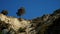 Living on the edge, a cliff top tree at Kina Beach, Tasman, near Motueka, New Zealand