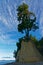 Living on the edge, a cliff top tree at Kina Beach, Tasman, near Motueka, New Zealand