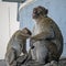 Living in the English Gibraltar macaque
