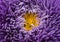 Living flower purple aster close-up
