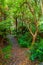 Living forest at Curio Bay in New Zealand