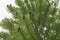 Living fossil Wollemi pine Wollemia nobilis, leaves with cones