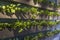 Living green plant in wooden pots decoration on the wall