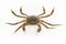 Living hairy crab isolated