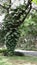 Living ivory betel tree and leaves propagate on a large tree .