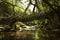 Living root bridge