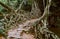 Living root bridge