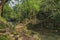 Living Root Bridge, handmade from the aerial roots of rubber fig trees