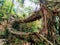 Living root bridge meghalaya arunachal pradesh