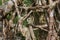 Living roots bridge close up view, Meghalaya, India.