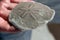 Living Sand Dollar found on Sanibel Island, Florida