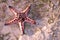 Living starfish on sand