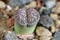 The living stone Lithops salicola