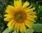 Living sunflower mandala