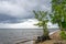 A living tree with washed roots on the shore of the Baltic Sea