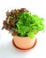 Living tricolor lettuce