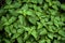 Living vibrant green Pogostemon cablin patchouli plant leaves wet from rain