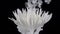 Living white chrysanthemum flower in streams of water-soluble paint.