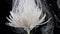Living white chrysanthemum flower in streams of water-soluble paint.