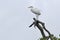 Livingston, Caribbean, Guatemala: great egret standing on branch in the