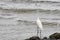 Livingston, Caribbean, Guatemala: great egret stands on the seashore
