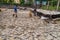 LIVINGSTON, GUATEMALA - MARCH 9, 2016: Fishermen dry the fish in Livingston villa